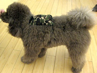 Corinne McCormack Eyewear